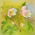Xmas Roses